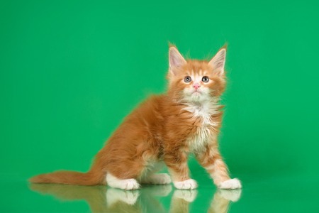 Two Cute Maine coon kittens on green bacgroundの写真素材