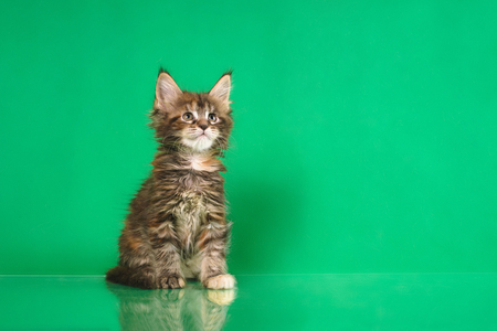 Two Cute Maine coon kittens on green bacgroundの写真素材