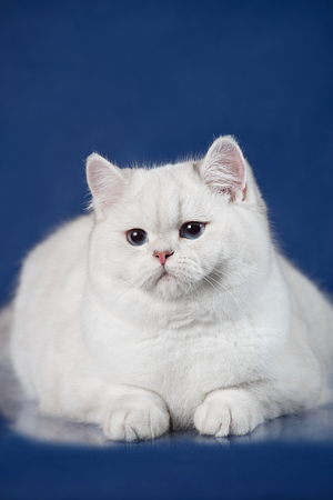 British white shorthair young cat with magic Blue eyes, britain kitten lying on blue background with reflectionの写真素材