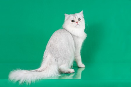 Studio portrait of White British long hair cat on green background.の写真素材