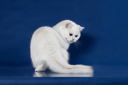 British white shorthair young cat with magic Blue eyes, britain kitten sitting on blue background with reflectionの写真素材