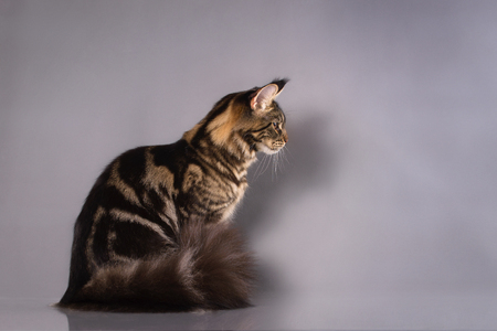 Brown Classic Torbie Maine coon cat sitting on grey backgroundの写真素材