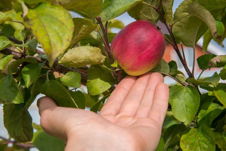 Closeup on a hand picking a red apple from tree