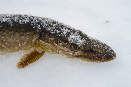 Just caught pike fish on the snow winter fishing, closeup on headの写真素材