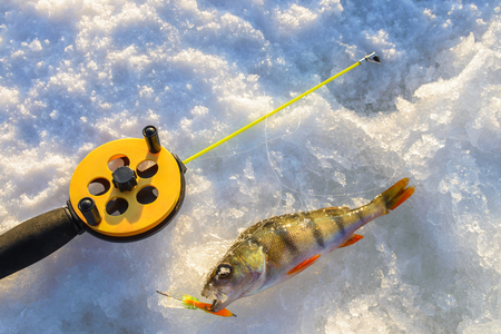 Perch fish with rod lying on the ice, closeup. Winter fishing.の写真素材