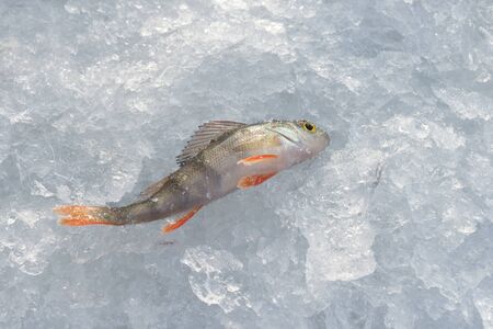 Freshly caught perch lying on ice, closeup. Winter fishing.の写真素材
