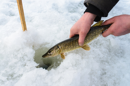 Catch and release small pike rule under winter fishing. Fisherman hands releasing fish into ice hole, closeup.の写真素材