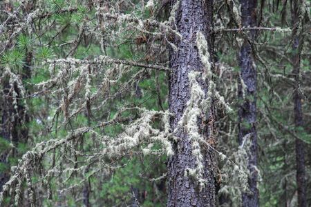 Taiga, tree branches covered with moss closeupの写真素材