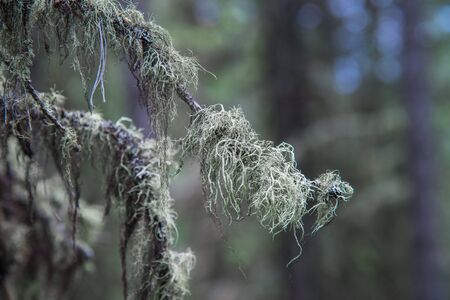 Taiga, tree branches covered with moss closeup
