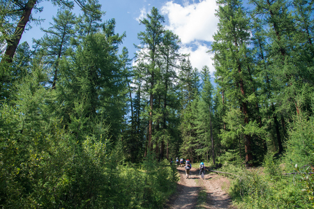 Group of hikers walking in forest with high fir trees on trail at summer.の写真素材