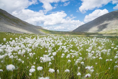 Field of white dandelions with mountains and blue cloudy sky at backgroundの写真素材