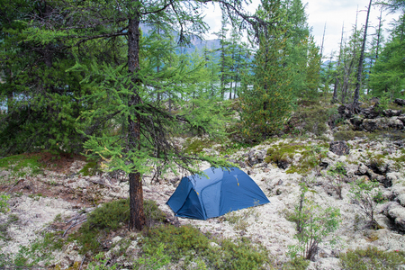 Camping site with a blue tent on moss field in the fir forest.の写真素材