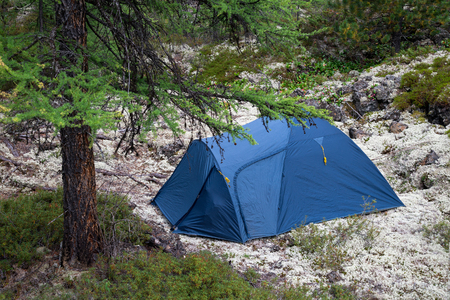 Camping site with a blue tent on moss field in the fir forest, closeupの写真素材
