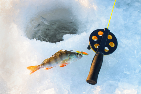 Perch fish with rod lying on the ice, closeup. Winter fishing.の写真素材