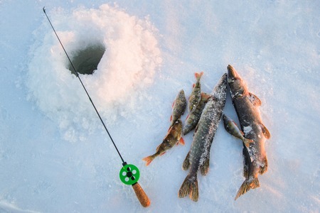 Good catch, close-up, fishing rod and fish near the ice-hole on the winter river in a sunny dayの写真素材