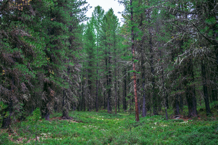 Taiga, forest in Russia at summer season, coniferous trees covered with mossの写真素材