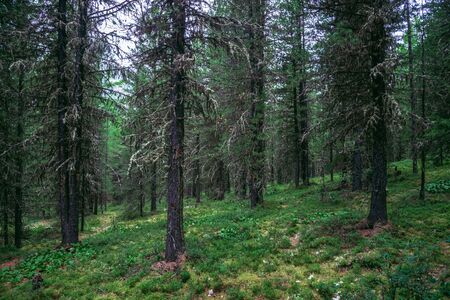 Taiga, forest in Russia at summer season, coniferous trees covered with mossの写真素材
