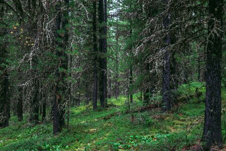 Taiga, forest in Russia at summer season, coniferous trees covered with mossの写真素材