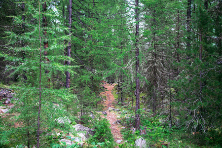 Beautiful trail through the trees in the forest at summer dayの写真素材