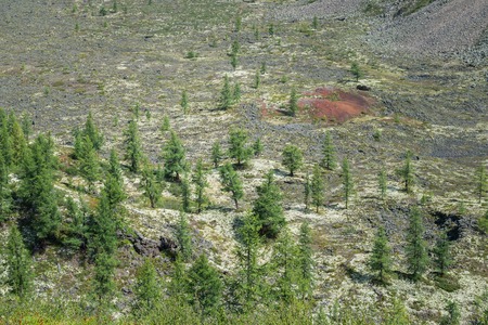 Fir trees and and rare vegetation on frozen lava field, Eastern Sayan, Russiaの写真素材