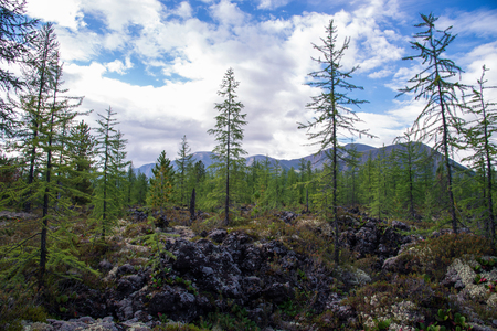 Beautiful mountain landscape, with fir trees and moss growing on frozen lava field. Volcano valley, Russia, Siberia, Eastern Sayanの写真素材