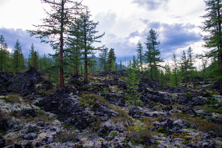 Beautiful mountain landscape, with fir trees and moss growing on frozen lava field. Volcano valley, Russia, Siberia, Eastern Sayanの写真素材