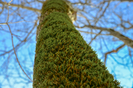 Tree trunk covered with beautiful mossの写真素材