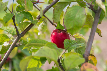 Close up of ripe red apple on tree branch in autumnの写真素材