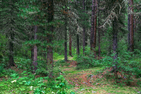Taiga, forest in Russia at summer season, coniferous trees covered with mossの写真素材