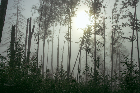 misty forest in fog background, silhouettes of treesの写真素材