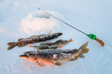 Good catch, close-up, fishing rod and fish near the ice-hole on the winter river in a sunny dayの写真素材