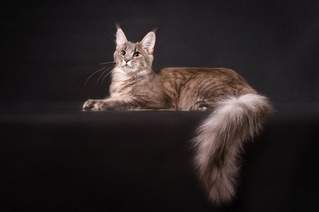 Grey Maine coon cat lying on black backgroundの写真素材