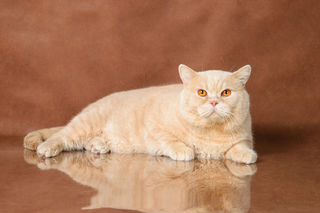 Cream British Shorthair lying on brown studio backgroundの写真素材