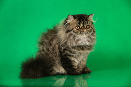 Cute fluffy Persian black grey tabby cat on green studio backgroundの写真素材