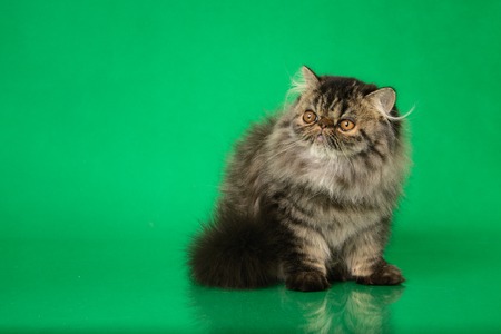 Cute fluffy Persian black grey tabby cat on green studio backgroundの写真素材