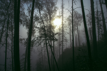 Dark misty forest with fog in autumn,の写真素材