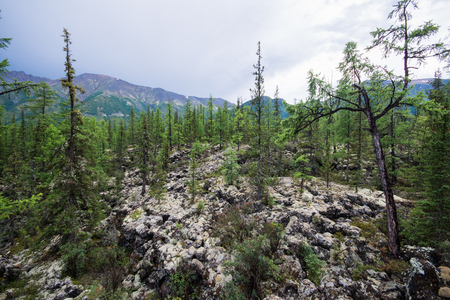 Beautiful view to fir trees in mountains, natural landscape. Russia, Siberiaの写真素材