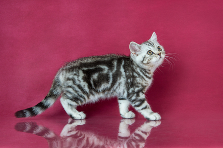 Tabby British shorthair kitten , britain cat on cherry studio background with reflection.の写真素材