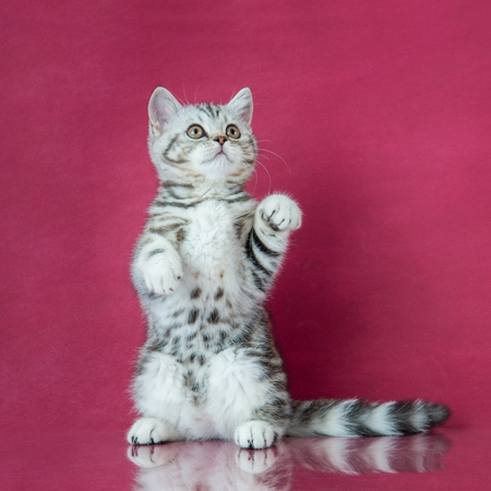 Tabby British shorthair kitten playing, britain cat on cherry studio background with reflection.の写真素材