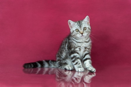 Tabby British shorthair kitten , britain cat on cherry studio background with reflection.の写真素材