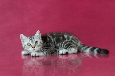 Tabby British shorthair kitten , britain cat on cherry studio background with reflection.の写真素材
