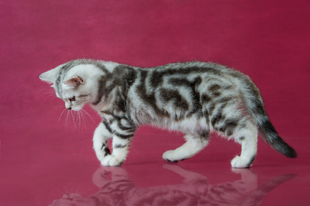 Tabby British shorthair kitten , britain cat on cherry studio background with reflection.の写真素材
