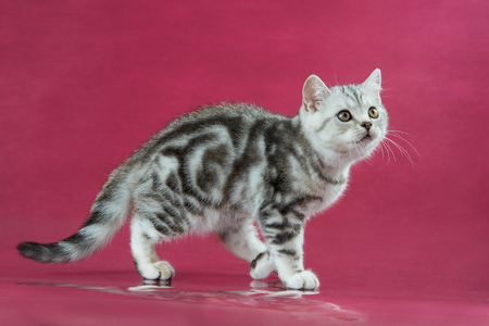 Tabby British shorthair kitten , britain cat on cherry studio background with reflection.の写真素材