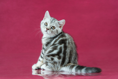 Tabby British shorthair kitten , britain cat on cherry studio background with reflection.の写真素材