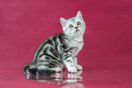 Tabby British shorthair kitten , britain cat on cherry studio background with reflection.の写真素材