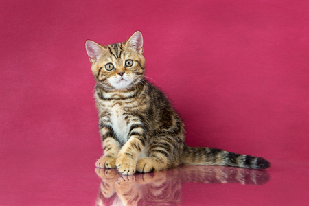 Tabby British shorthair kitten , britain cat on cherry studio background with reflection.の写真素材