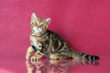 Tabby British shorthair kitten , britain cat on cherry studio background with reflection.の写真素材