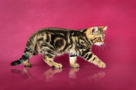 Tabby British shorthair kitten , britain cat on cherry studio background with reflection.の写真素材