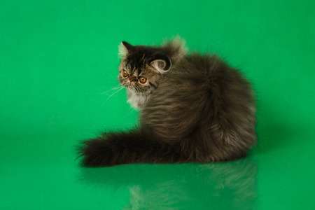 Cute fluffy Persian black grey tabby cat sitting back on green studio backgroundの写真素材