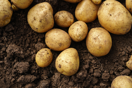 Fresh potato lying on the ground, good harvest and organic food.の写真素材